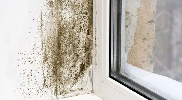 Is your property damp and prone to mould?